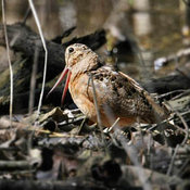 American Woodcock